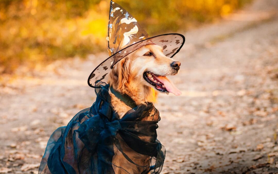 halween dog sitting on the ground