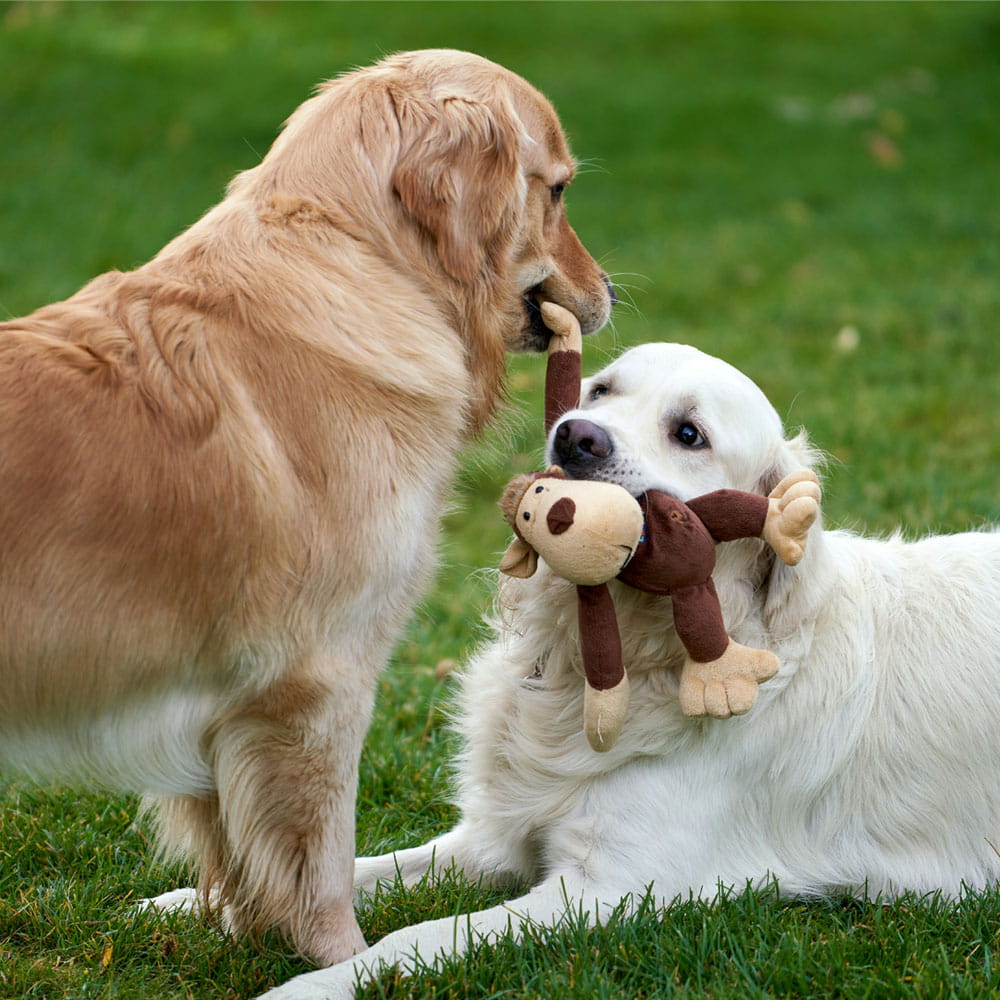 2 dogs playing with the doll onthe ground