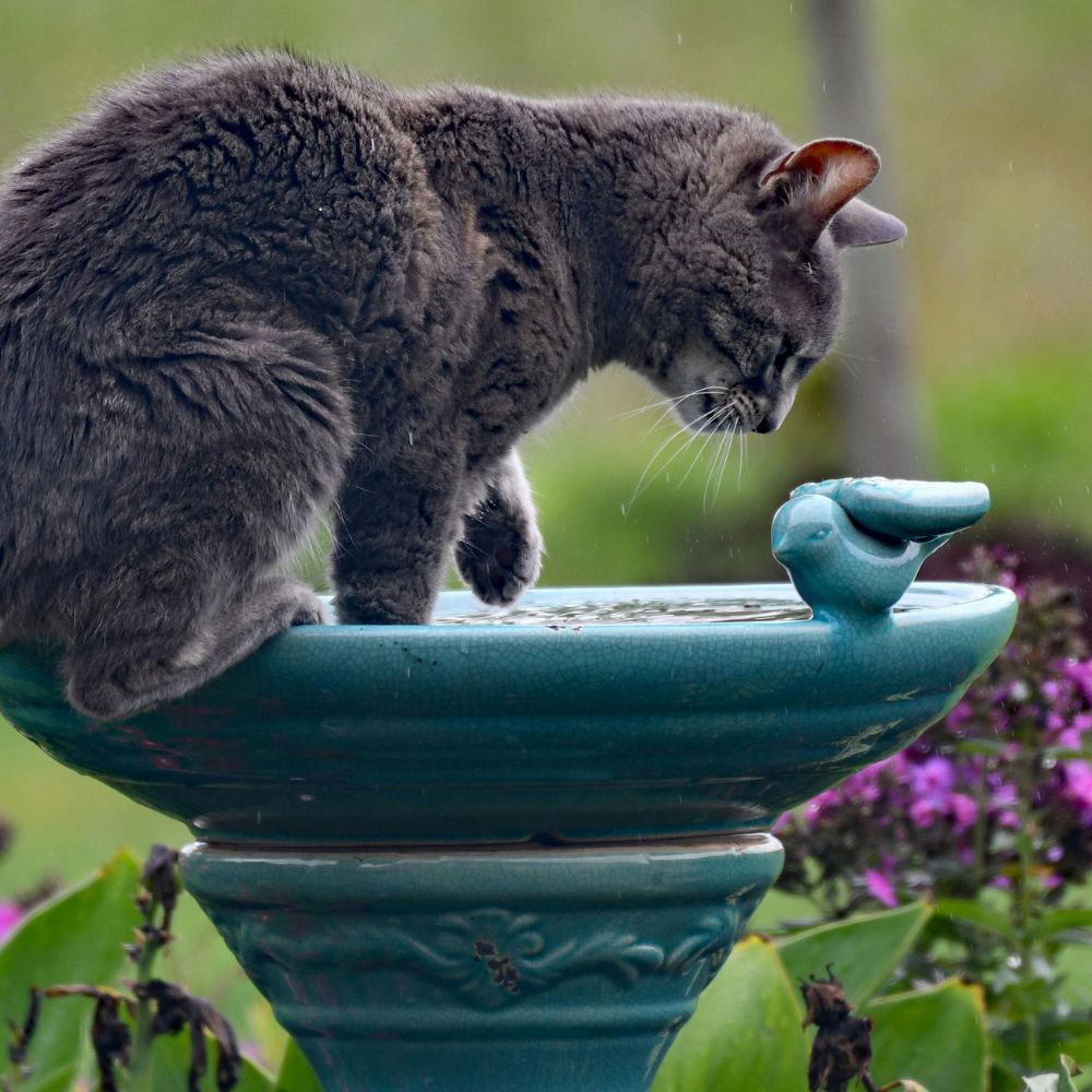 Cat drinking water from the fountain