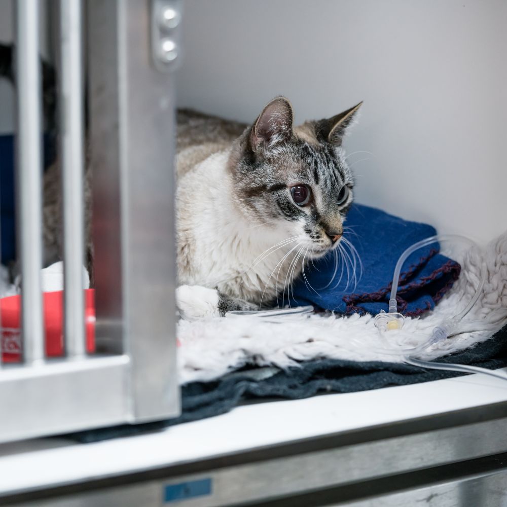 Cat getting emergency treatment