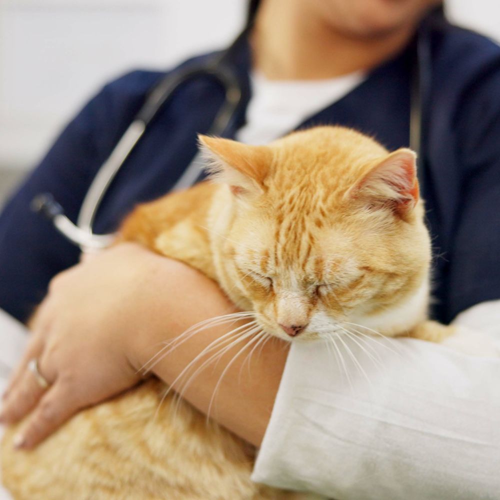 Cat sleeping on the shouder of the vet