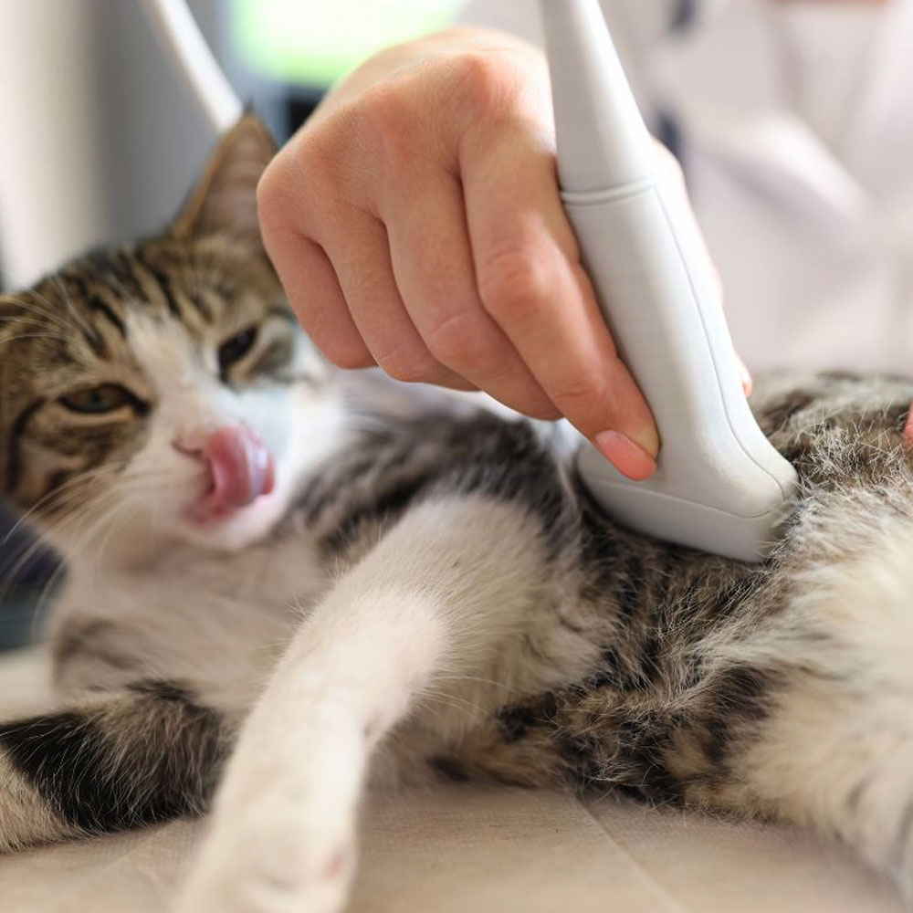 Cat ultrasound treatment in the clinic