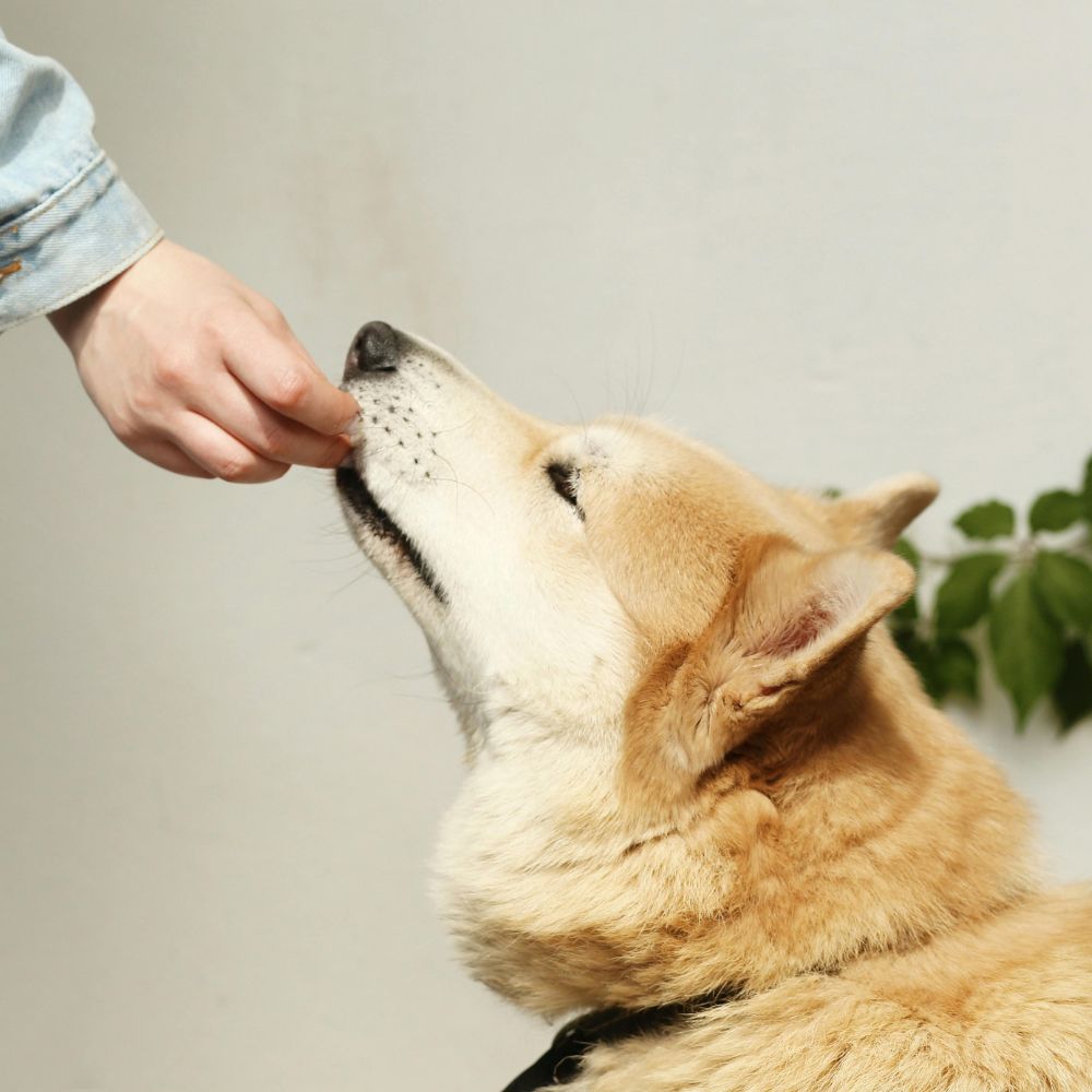 Dog taking medicine from the kid