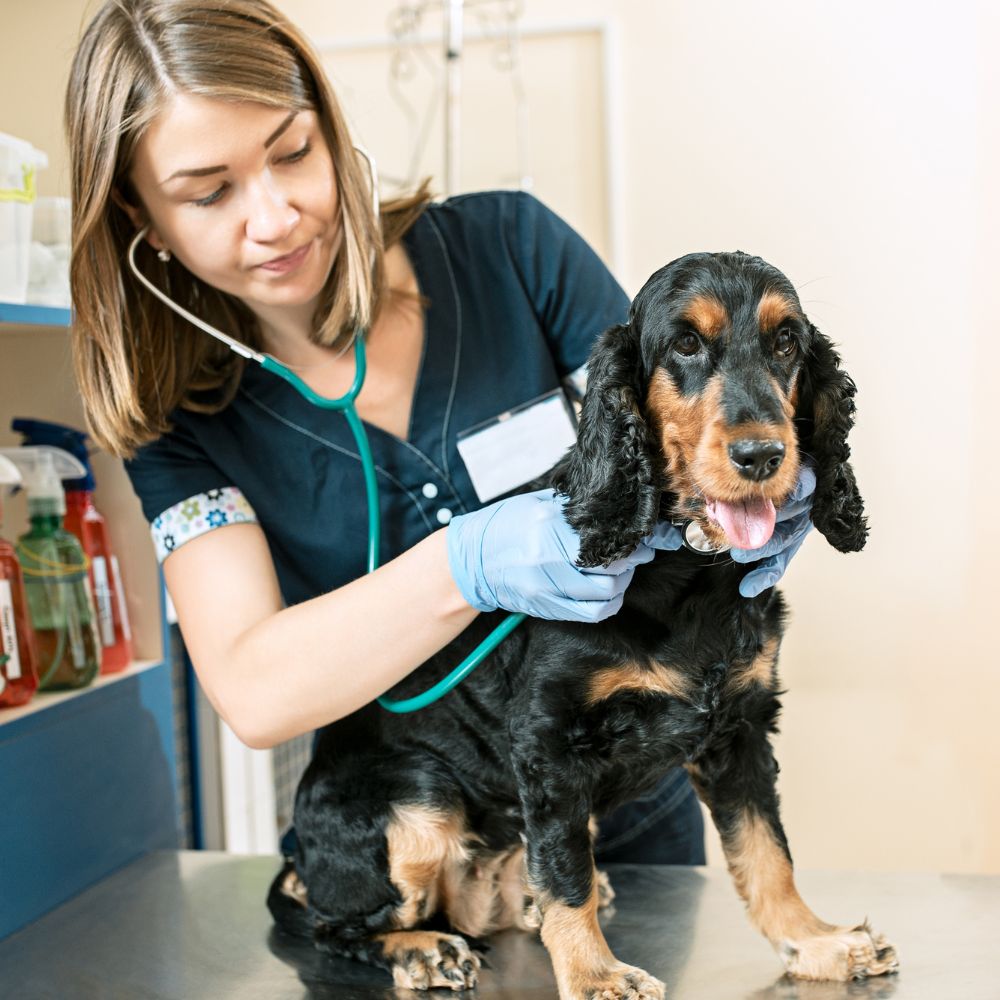 Dog getting tratment by the vet in the clinic