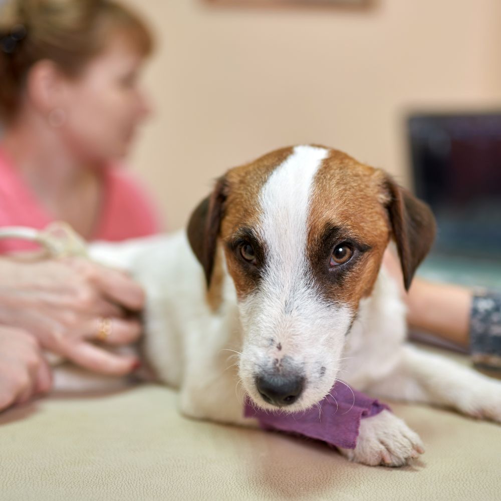 Dog getting diagnostics before surgery