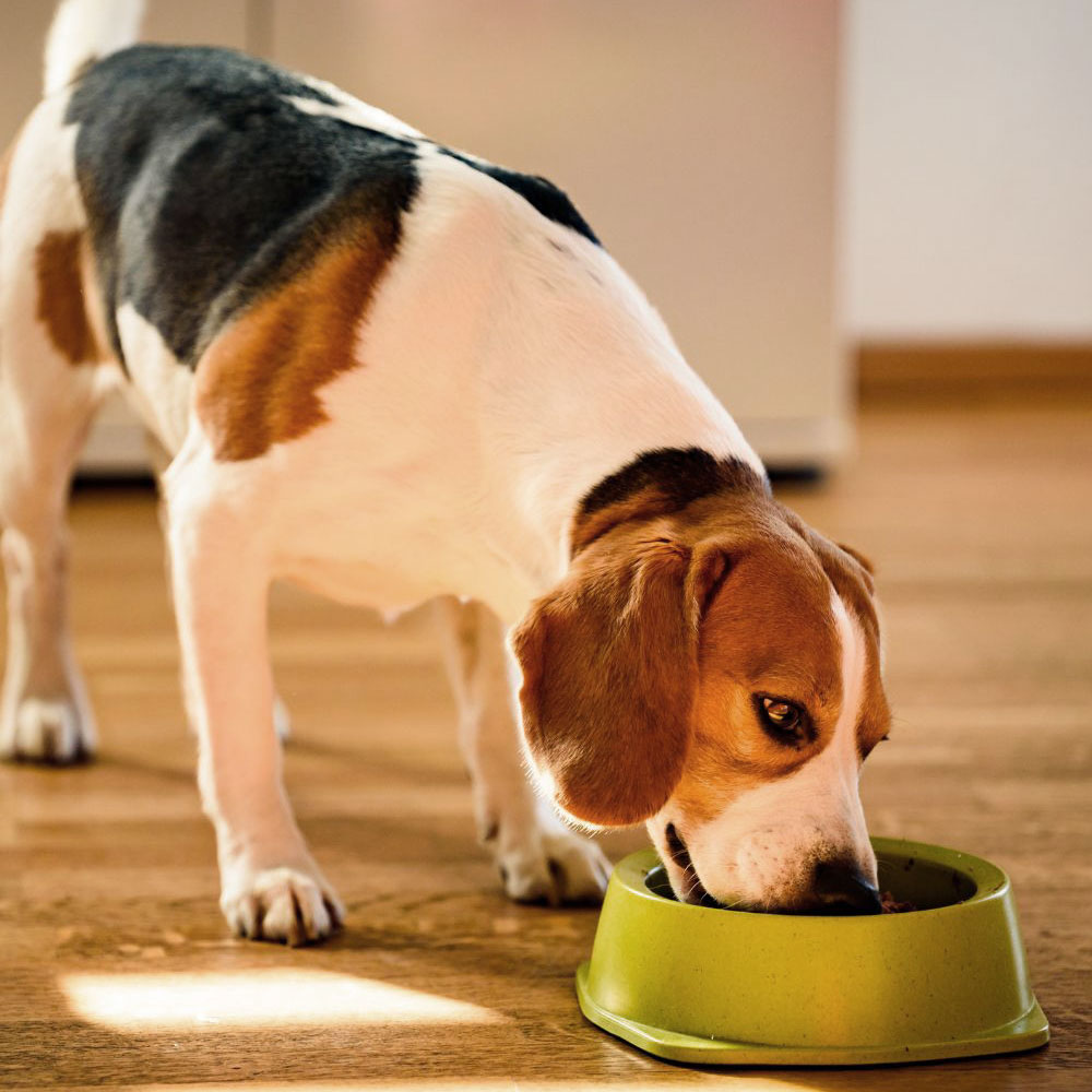 Dog eating food from the bowl