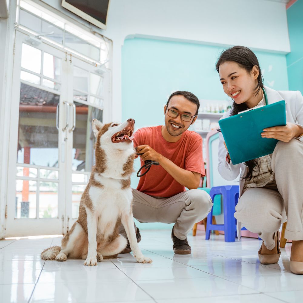 Dog in clinic for checking