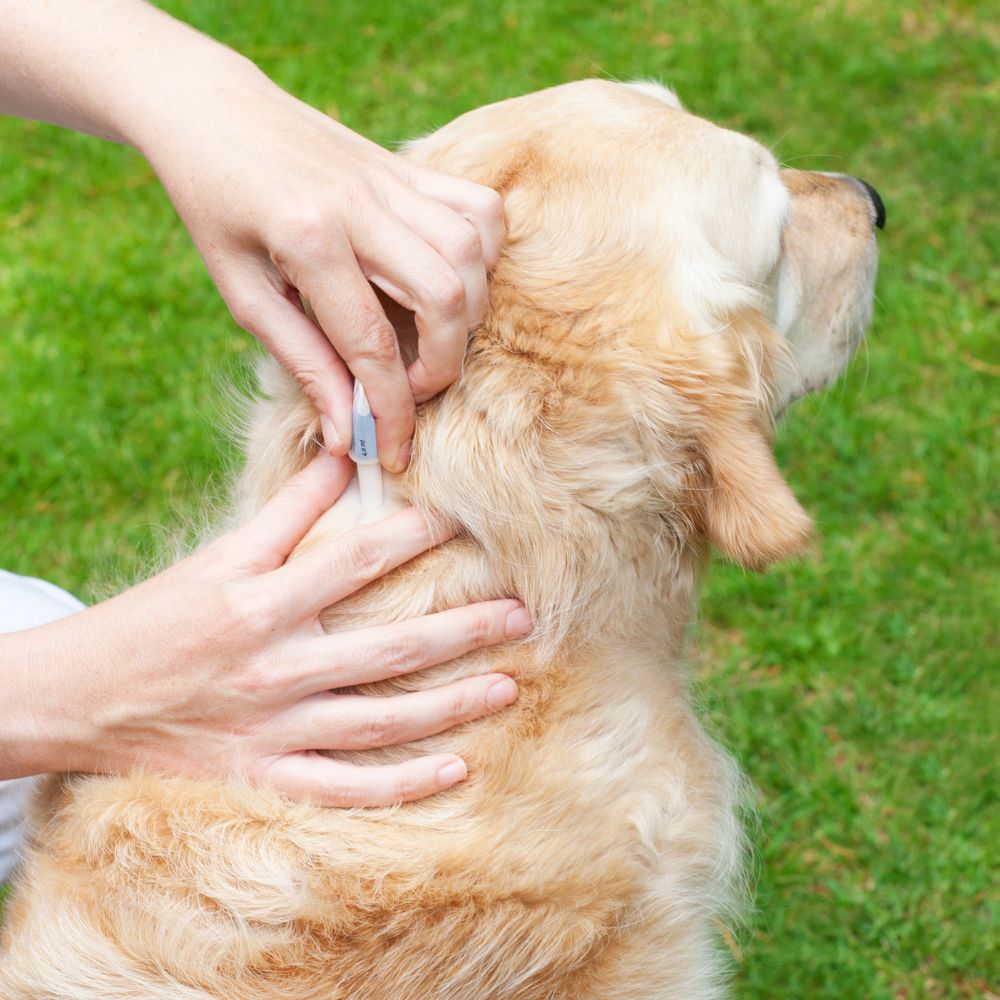 Dog parasite checking