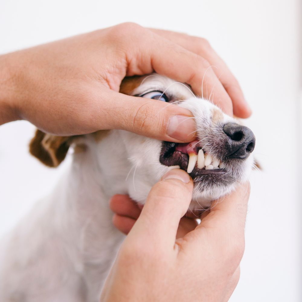 Vet checking the dog's teeth