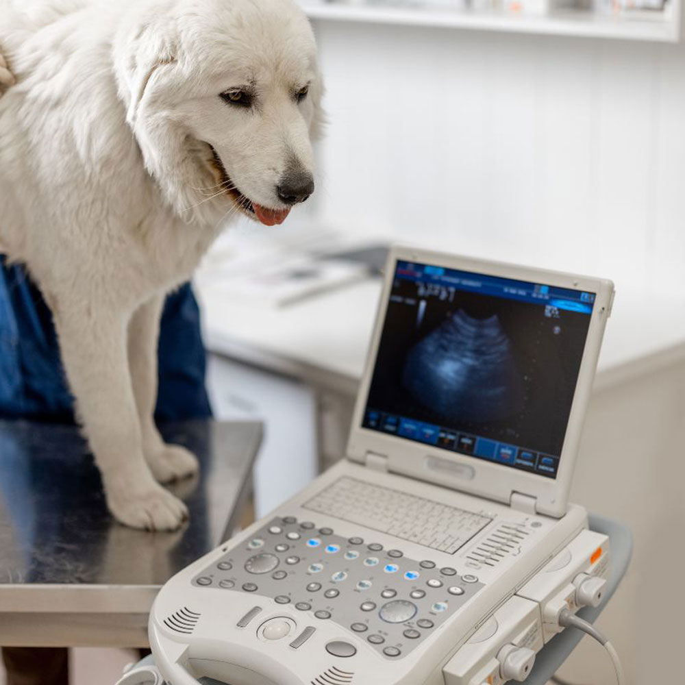 Dog ultrasound treatment in the clinic