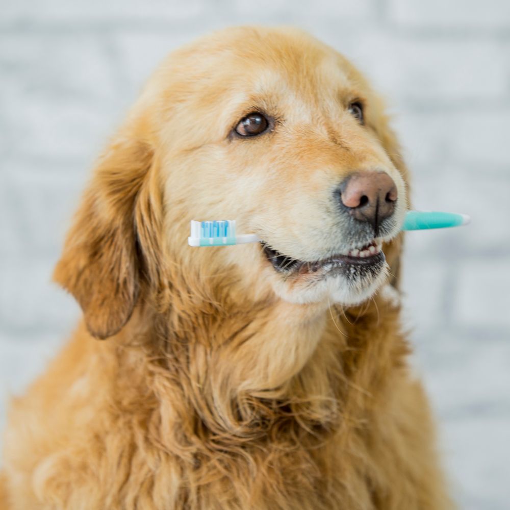 Dog with tooth brush looking in front of the camera