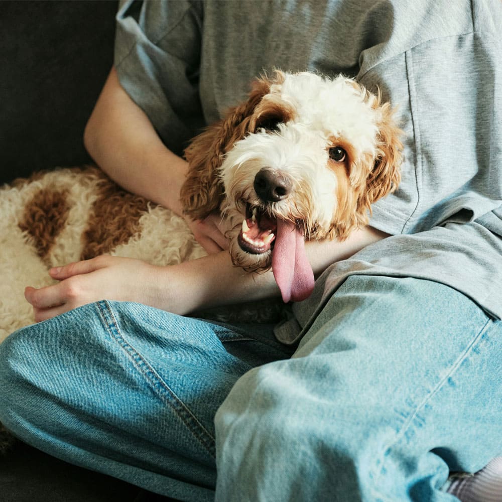 Fluffy puppy lying down to the owner