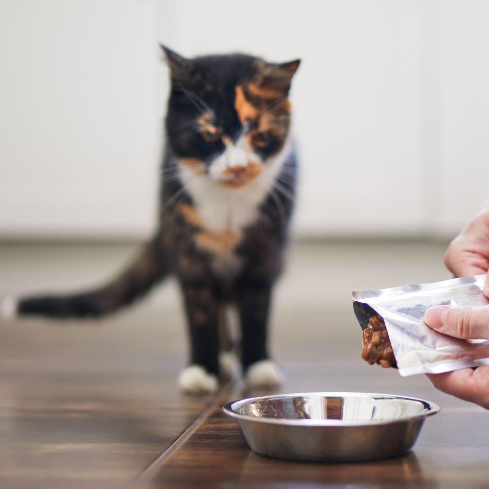 cat getting ready for the meal