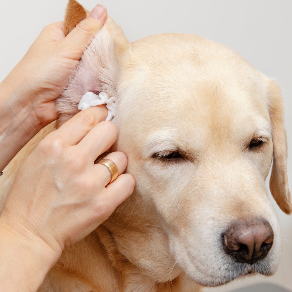 dog getting cared by the vet for skin problems