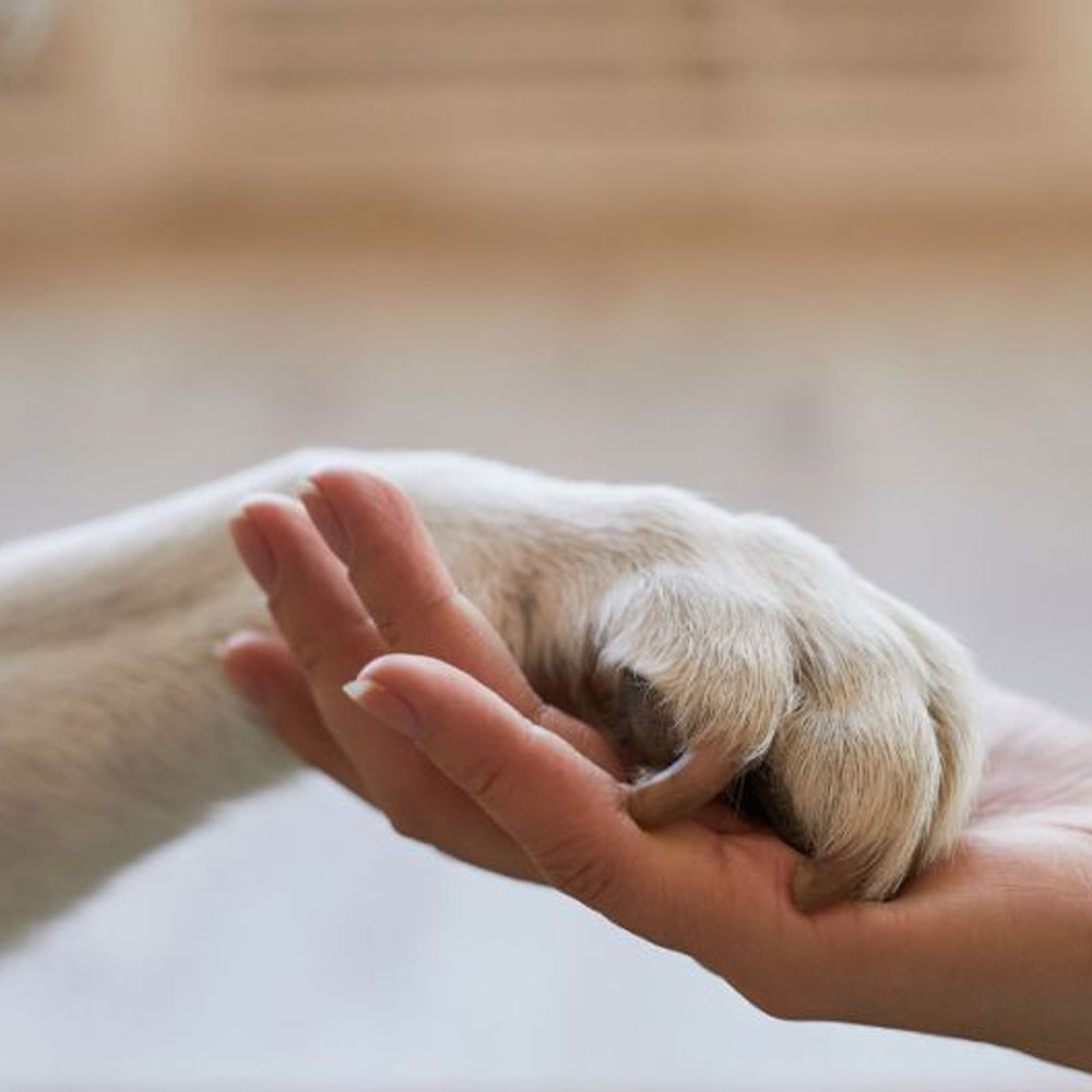 paw and hand touching each other