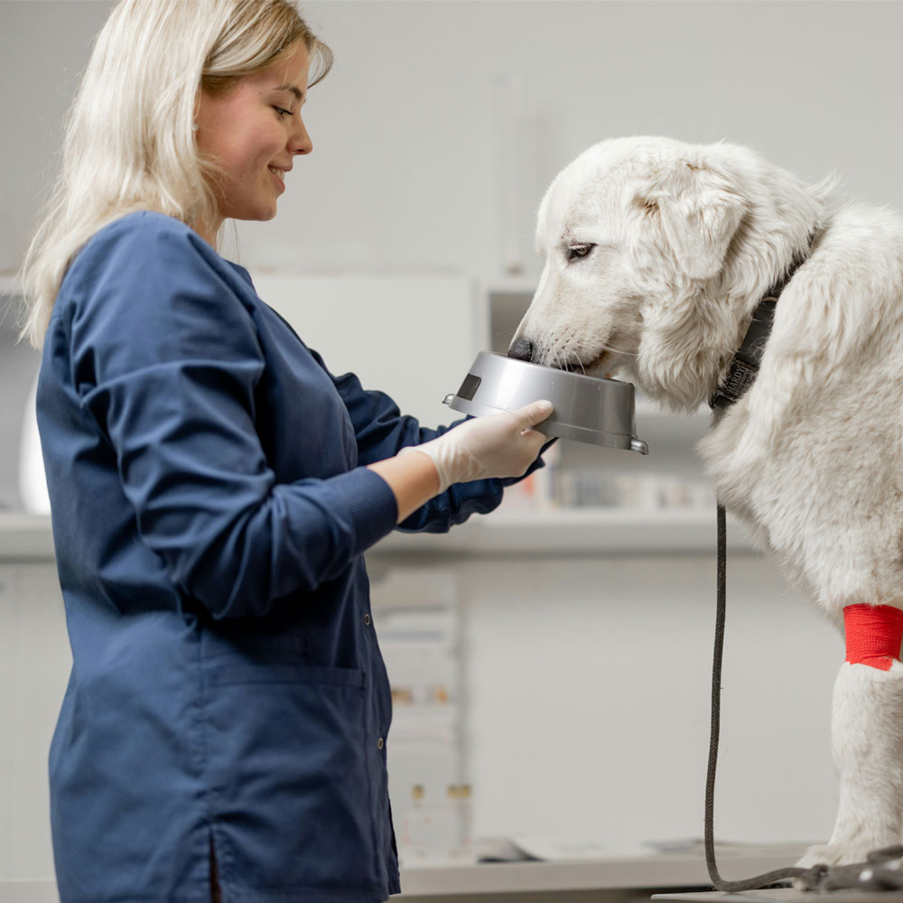 Vet feeding the patient pet