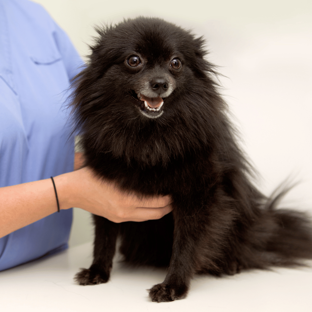 parasite prevention vet petting a small black dog