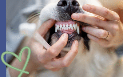 A Healthy Smile Starts at Home: Brushing Your Pet’s Teeth in Lexington, SC