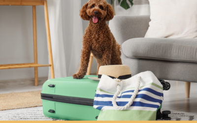 7 Tips for Stress-Free Travel With Your Dog or Cat (Car, Plane & Long Trips)