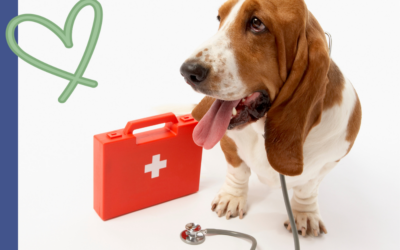 Pet First Aid Basics Every Lexington Pet Parent Should Know